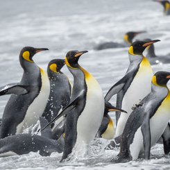 Suedgeorgien_Wasser_Gruppe_Koenigspinguine_©_Martin_Zwick_Naturfoto