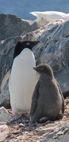 Adelie_Penguins_Antarctica_©_Antarpply_Expeditions