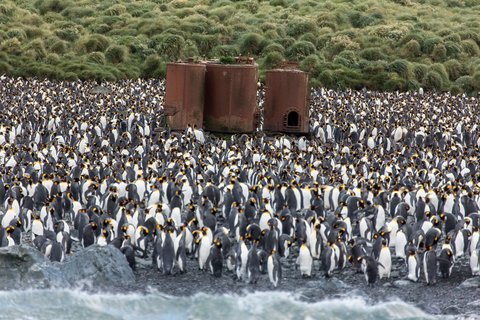 King_Penguins_Macquarie_Island_Lusitania_Bay_©_Rolf_Stange_Oceanwide_Expeditions