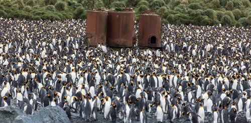 King_Penguins_Macquarie_Island_Lusitania_Bay_©_Rolf_Stange_Oceanwide_Expeditions