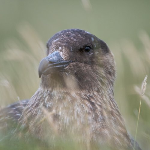 Skua_Shetland_Inseln_©_Martin_Zwick_Naturfotografie