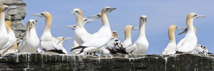 Basstoelpel auf der Insel Noss © Martin Zwick