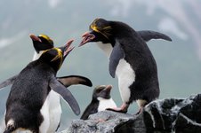 Macaroni_Penguins_Cooper_Bay_South_Georgia_©_Martin_van_Lokven_Oceanwide_Expeditions