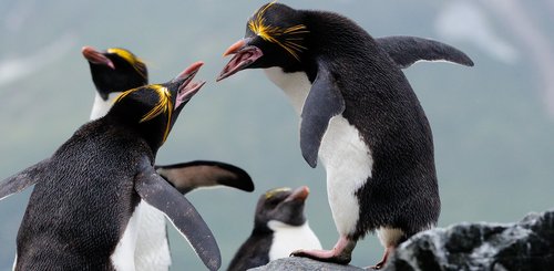 Macaroni_Penguins_Cooper_Bay_South_Georgia_©_Martin_van_Lokven_Oceanwide_Expeditions