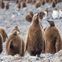 Suedgeorgien_Küken_Koenigspinguin_©_Martin_Zwick_Naturfoto